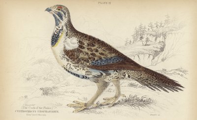 Centrocercus Urophasianus von J. Stewart